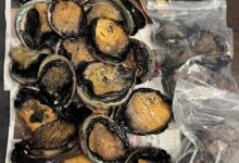 Windsor police arrest man for huge illegal abalone haul from Elk, many undersized