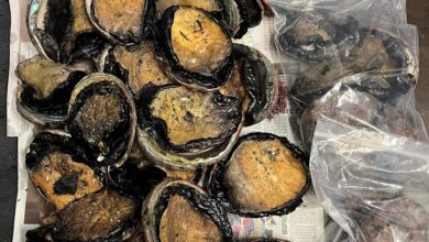 Windsor police arrest man for huge illegal abalone haul from Elk, many undersized