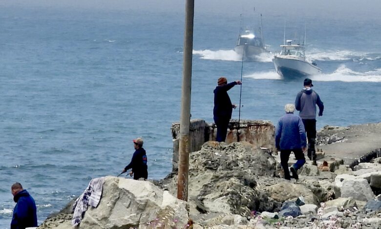 How rude for the fish not to show up! Huge salmon rush fills Noyo Harbor, hotel, restaurant coffers How rude for the fish not to show up! Huge salmon rush fills Noyo Harbor, hotel, restaurant coffers