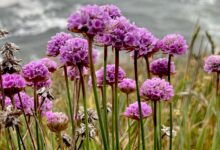 Ride along for huge Saturday in Mendo: Heavy metal, wildflowers, Fresnel lens and Navarro by the Sea are just some of the fun \