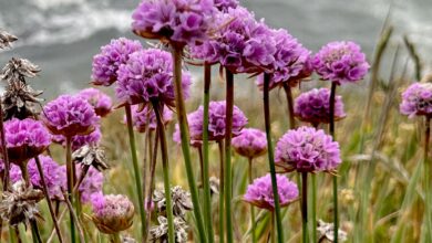 Ride along for huge Saturday in Mendo: Heavy metal, wildflowers, Fresnel lens and Navarro by the Sea are just some of the fun