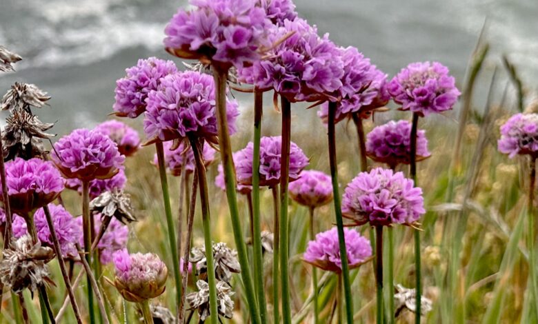 Ride along for huge Saturday in Mendo: Heavy metal, wildflowers, Fresnel lens and Navarro by the Sea are just some of the fun Ride along for huge Saturday in Mendo: Heavy metal, wildflowers, Fresnel lens and Navarro by the Sea are just some of the fun